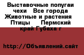 Выставочные попугаи чехи - Все города Животные и растения » Птицы   . Пермский край,Губаха г.